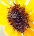 Bee yellow flower of a sunflower Royalty Free Stock Photo