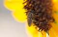 Bee yellow flower of a sunflower Royalty Free Stock Photo