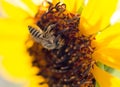 Bee yellow flower of a sunflower Royalty Free Stock Photo