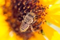 Bee yellow flower of a sunflower Royalty Free Stock Photo