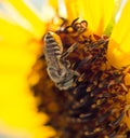 Bee yellow flower of a sunflower Royalty Free Stock Photo