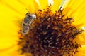 Bee yellow flower of a sunflower Royalty Free Stock Photo