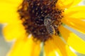 Bee yellow flower of a sunflower Royalty Free Stock Photo