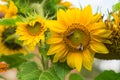 Bee on yellow flower of a sunflower Royalty Free Stock Photo