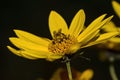 Bee, yellow flower sunflower  and black background Royalty Free Stock Photo