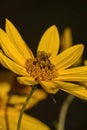 Bee, yellow flower sunflower  and black background Royalty Free Stock Photo