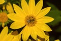 Bee, yellow flower sunflower Helianthus  and black background Royalty Free Stock Photo