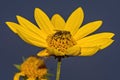 Bee and yellow flower sunflower Helianthus  and blue sky Royalty Free Stock Photo