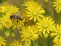 A bee on yellow flowers with a background blur Royalty Free Stock Photo