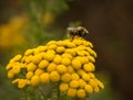 Bee On Yellow Flowers