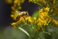 Bee on yellow flowers Royalty Free Stock Photo