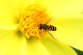 Bee on yellow georgina flower Royalty Free Stock Photo