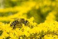 Bee on yellow goldenrod. Collects pollen and drink nectar.