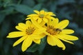 Bee On Yellow Jerusalem Artichoke Flowers