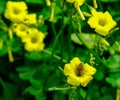 Bee on Yellow little flower of Oxalis pes-caprae Royalty Free Stock Photo