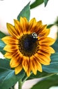 Bee on a yellow & red sunflower Royalty Free Stock Photo