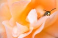 Bee in Yellow Rose Royalty Free Stock Photo