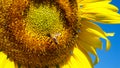 A bee on a yellow sunflower, close-up shot Royalty Free Stock Photo