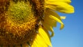 A bee on a yellow sunflower, close-up shot Royalty Free Stock Photo