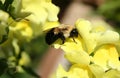 Bee on Yellow Sweet Pea