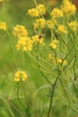 Bee on yellow wildflower Royalty Free Stock Photo