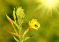 Bee on a yellow wildflower Royalty Free Stock Photo