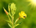 Bee on a yellow wildflower Royalty Free Stock Photo