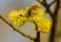 Bee on yellow willow pussy catkins