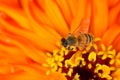 Bee and Zinnia flower