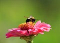 Bee on zinnia flower Royalty Free Stock Photo