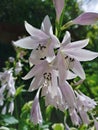 Beeautiful Blooming Ohio Hostas Flowers