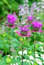 Beebalm Royalty Free Stock Photo