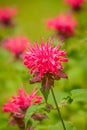 Beebalm Royalty Free Stock Photo