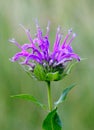 Purple Beebalm Blooming in a Botanical Garden. Royalty Free Stock Photo