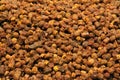 Beebread grains Royalty Free Stock Photo