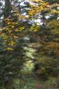 Beech autumn leaves play with gold in the autumn sun on a background of blurred forest