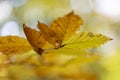 Beech autumn leaves play with gold in the autumn sun on a background of blurred forest