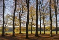 beech autumn leaves and sunlight in dutch november forest in holland Royalty Free Stock Photo