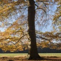 Beech autumn leaves and sunlight in dutch november forest in hol Royalty Free Stock Photo