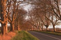 Beech Avenue Royalty Free Stock Photo
