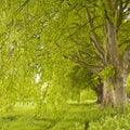 Beech Avenue Royalty Free Stock Photo