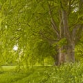 Beech Avenue Royalty Free Stock Photo