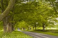 Beech Avenue Royalty Free Stock Photo
