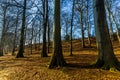 Beech avenue at Knaresborough