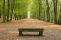 Beech avenue without people Royalty Free Stock Photo