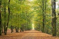 Beech avenue Royalty Free Stock Photo