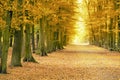 Beech avenue without people Royalty Free Stock Photo
