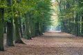 Beech avenue without people Royalty Free Stock Photo