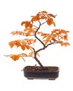 Beech bonsai Royalty Free Stock Photo