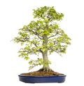 Beech bonsai tree, fagus sylvatica